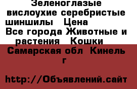 Зеленоглазые вислоухие серебристые шиншилы › Цена ­ 20 000 - Все города Животные и растения » Кошки   . Самарская обл.,Кинель г.